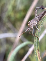 Coreoidea