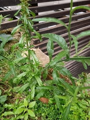 Nicotiana alata