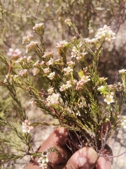 Diosma acmaeophylla