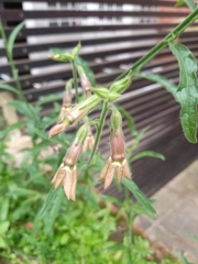 Nicotiana alata