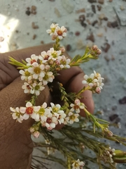 Diosma acmaeophylla