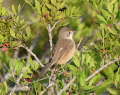 Curruca iberiae