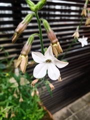 Nicotiana alata