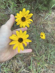Helianthus angustifolius