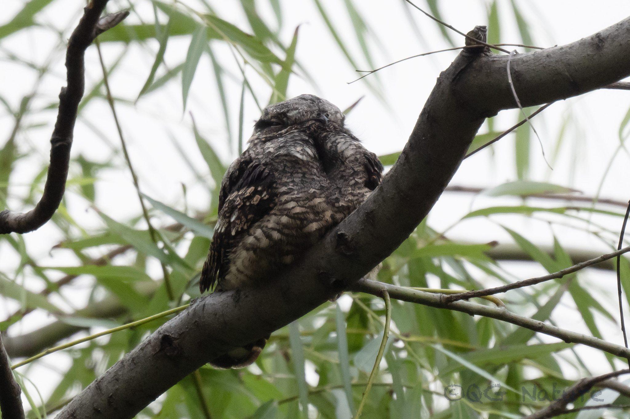 Grey Nightjar