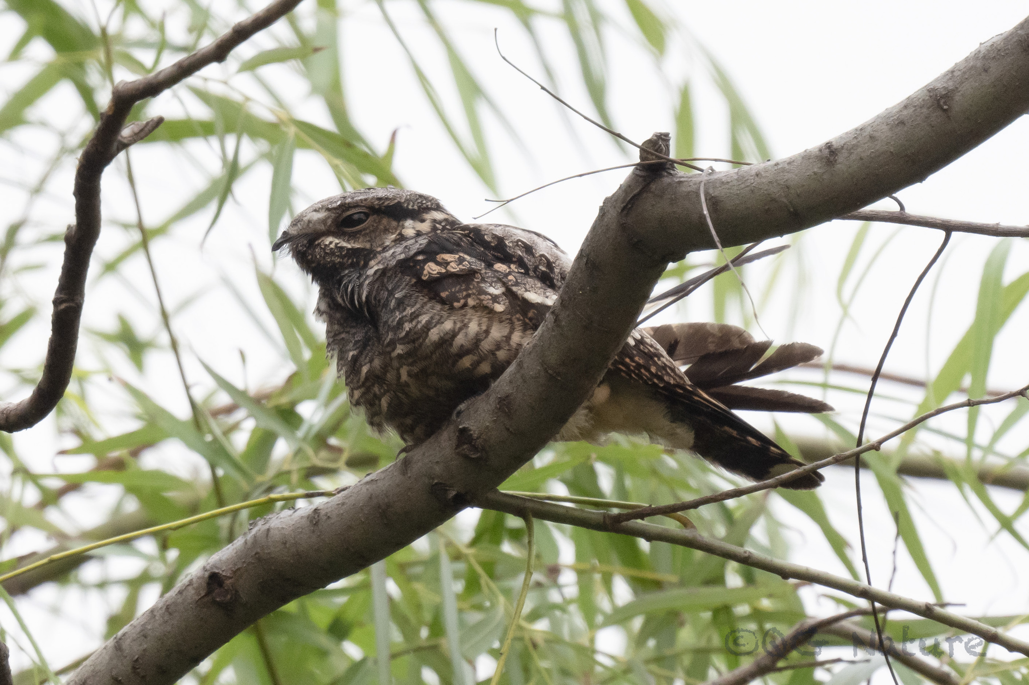 Grey Nightjar