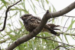 Caprimulgus jotaka