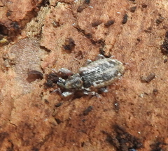 Dorytomus ictor