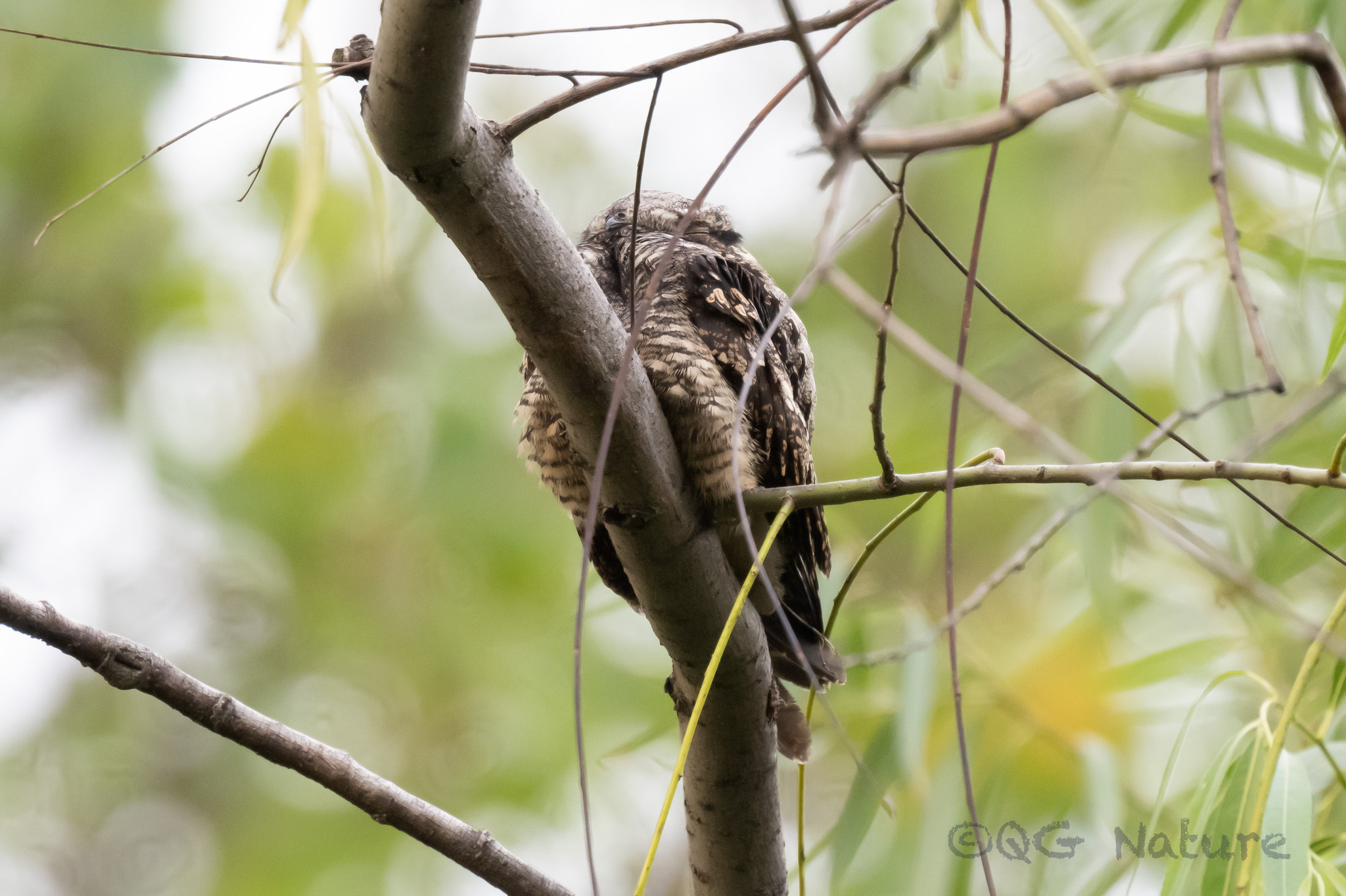 Grey Nightjar