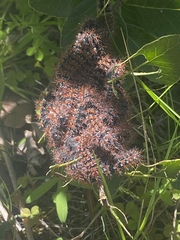 Ormiscodes cinnamomea