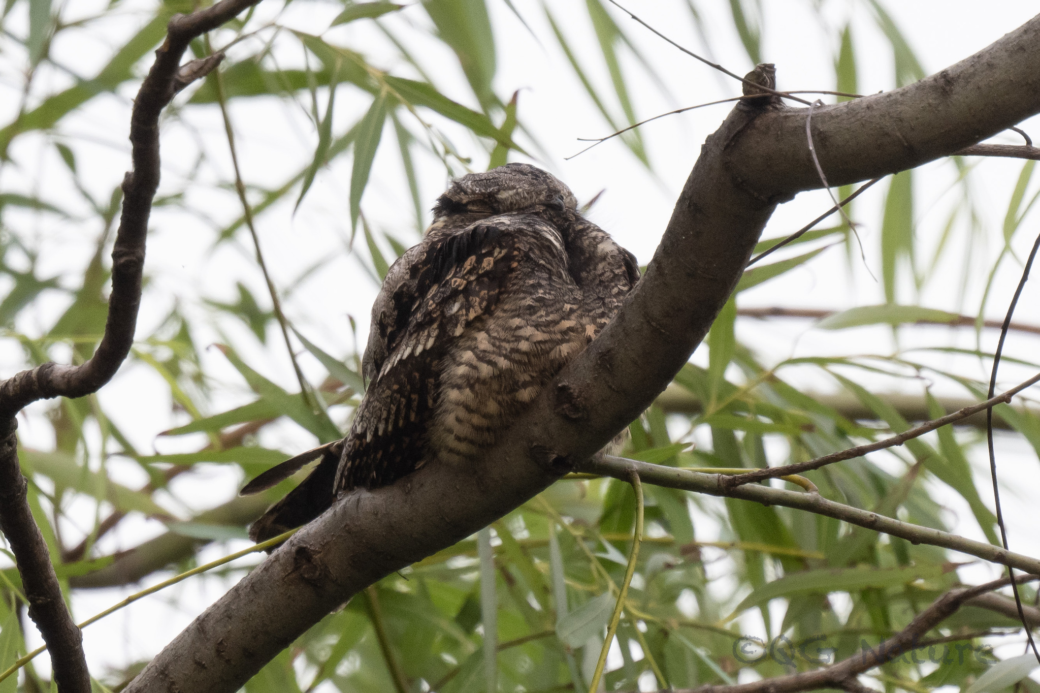 Grey Nightjar