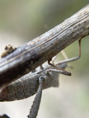 Coreoidea