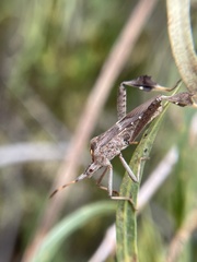 Coreoidea