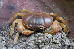 Arcithelphusa cochleariformis