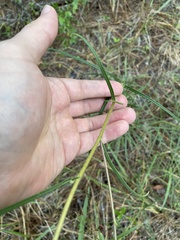 Helianthus angustifolius