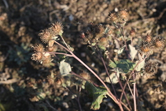 Arctium × ambiguum