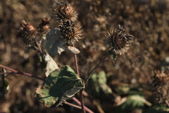 Arctium × ambiguum