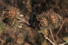Arctium × ambiguum