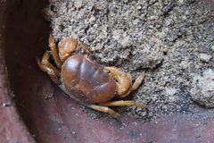 Arcithelphusa cochleariformis