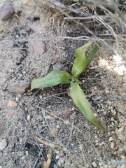 Cyanella