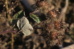 Arctium × ambiguum