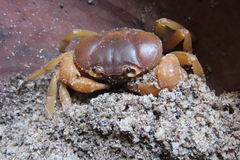 Arcithelphusa cochleariformis