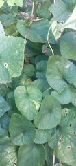 Petasites pyrenaicus