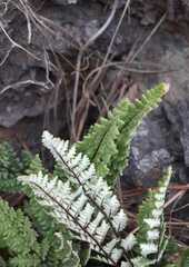 Cheilanthes hypoleuca