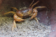 Arcithelphusa cochleariformis