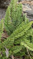 Cheilanthes hypoleuca