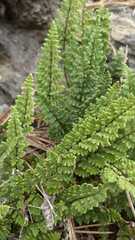 Cheilanthes hypoleuca