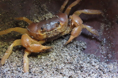 Arcithelphusa cochleariformis