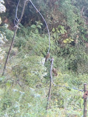 Trochalopteron lineatum