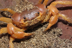 Arcithelphusa cochleariformis