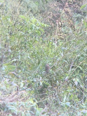 Trochalopteron lineatum