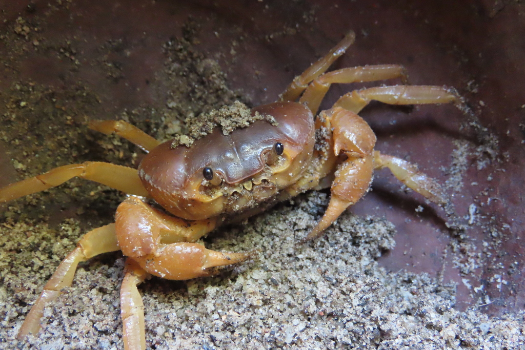 Arcithelphusa