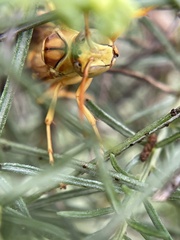 Polistes flavus