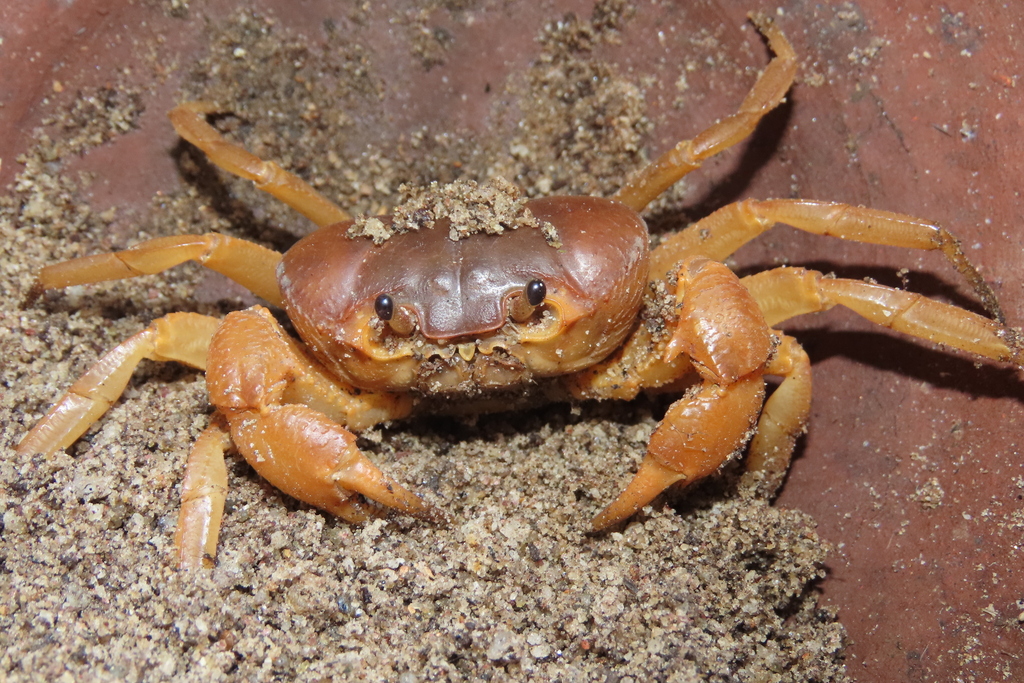Arcithelphusa cochleariformis