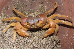 Arcithelphusa cochleariformis