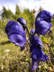 Aconitum glandulosum