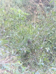 Trochalopteron lineatum