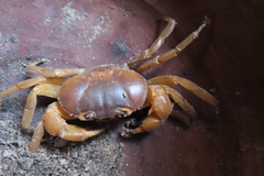 Arcithelphusa cochleariformis