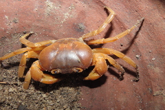 Arcithelphusa cochleariformis