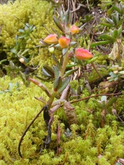 Echeveria bicolor