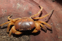 Arcithelphusa cochleariformis