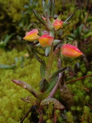 Echeveria bicolor