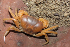 Arcithelphusa cochleariformis