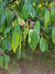 Frangula caroliniana