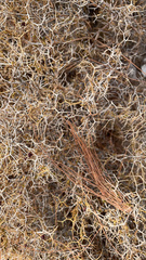 Sarcopoterium spinosum