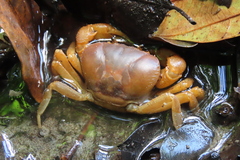 Arcithelphusa cochleariformis